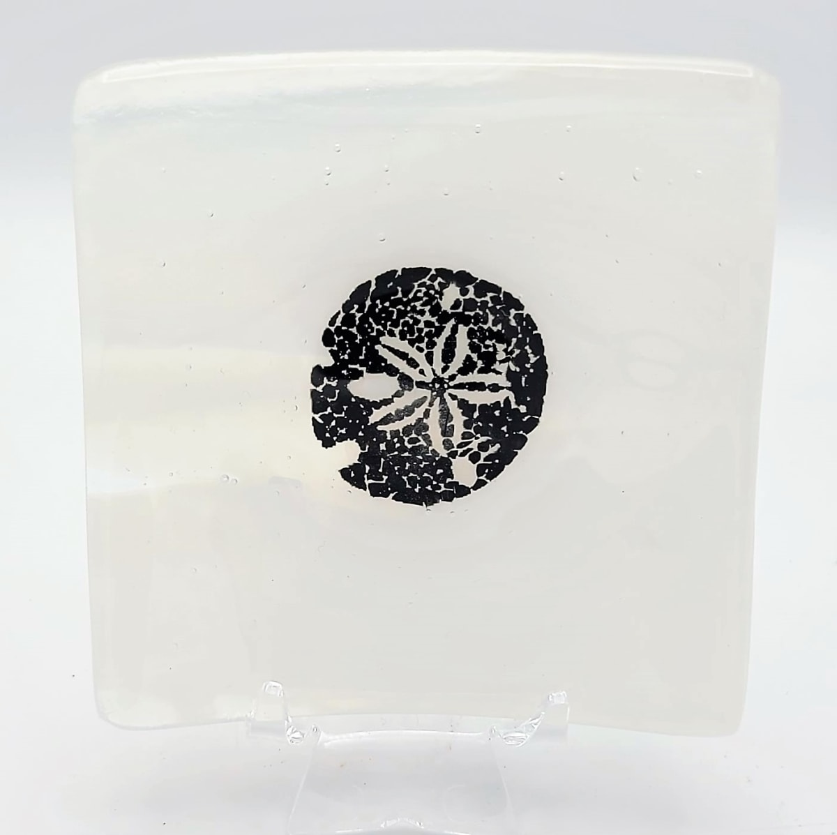 Small Plate with Sand Dollar on White Streaky by Kathy Kollenburn 