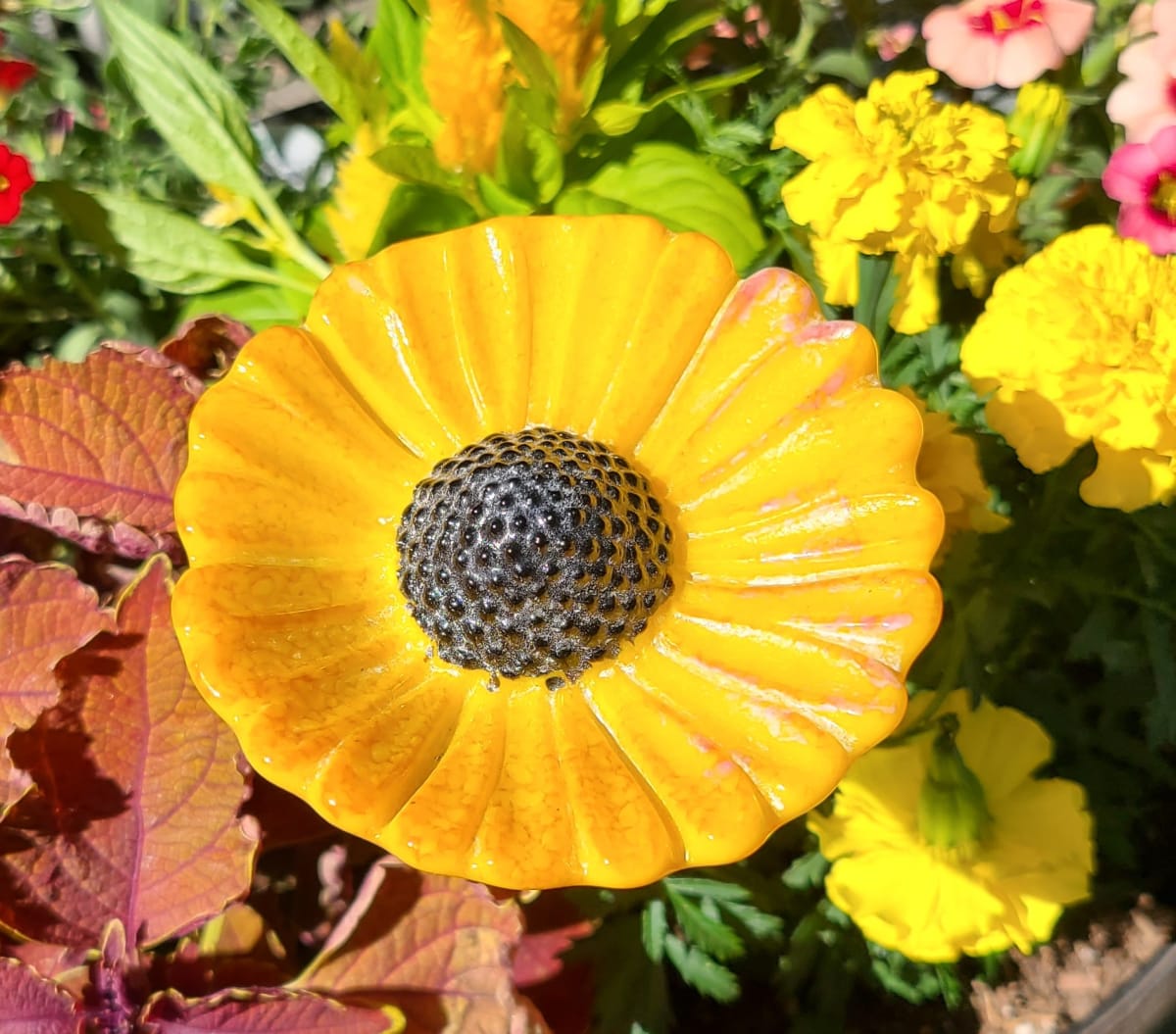 Plant Pick-Golden Coneflower by Kathy Kollenburn 