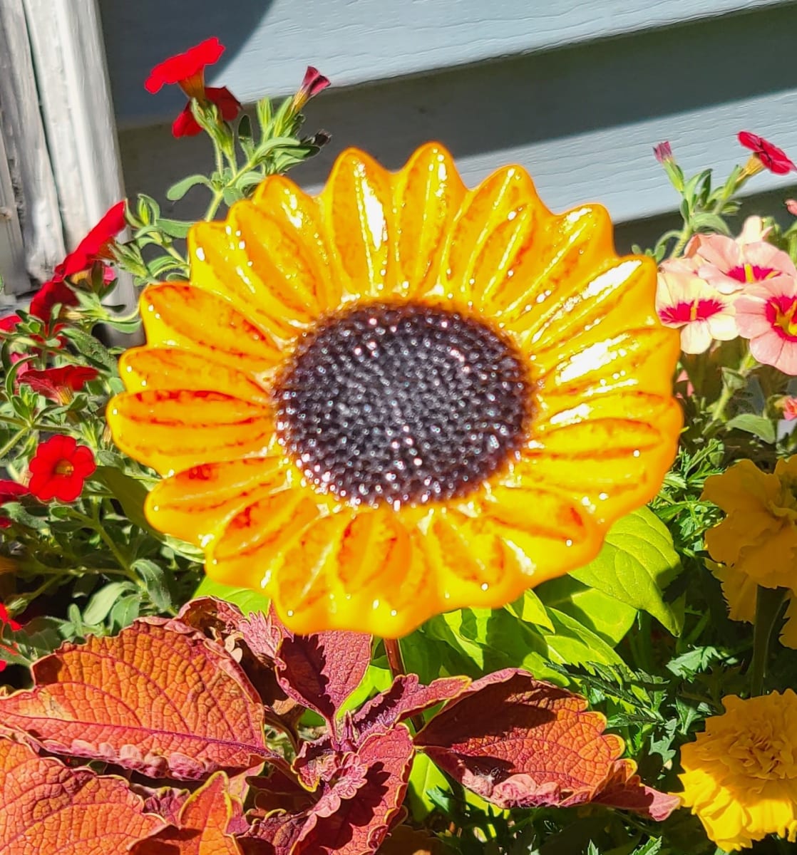 Plant Pick-Gold Sunflower by Kathy Kollenburn 