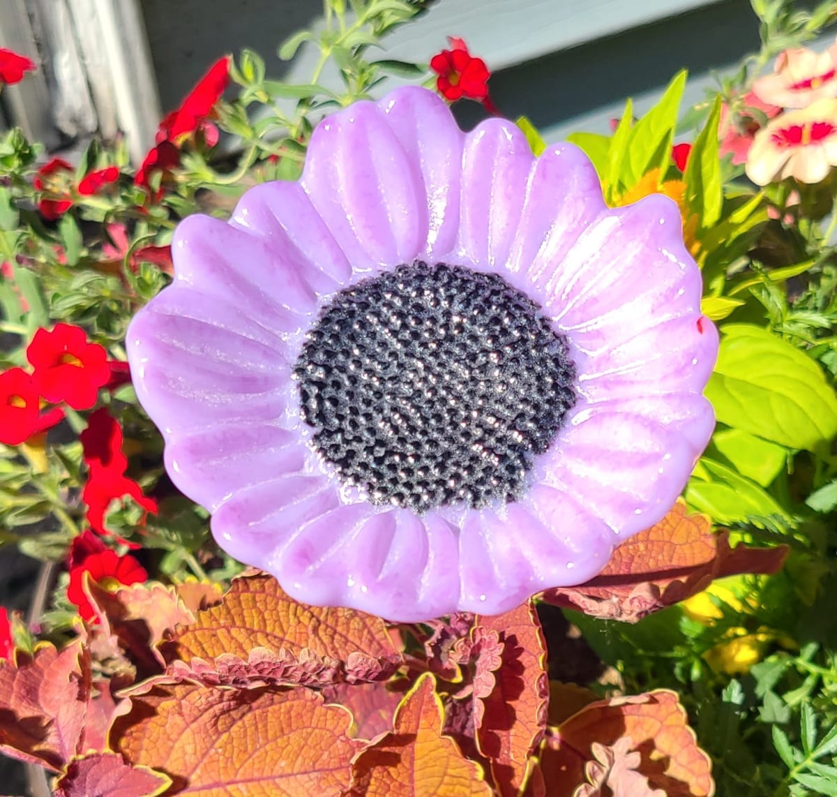 Plant Pick-Lavender Sunflower by Kathy Kollenburn 