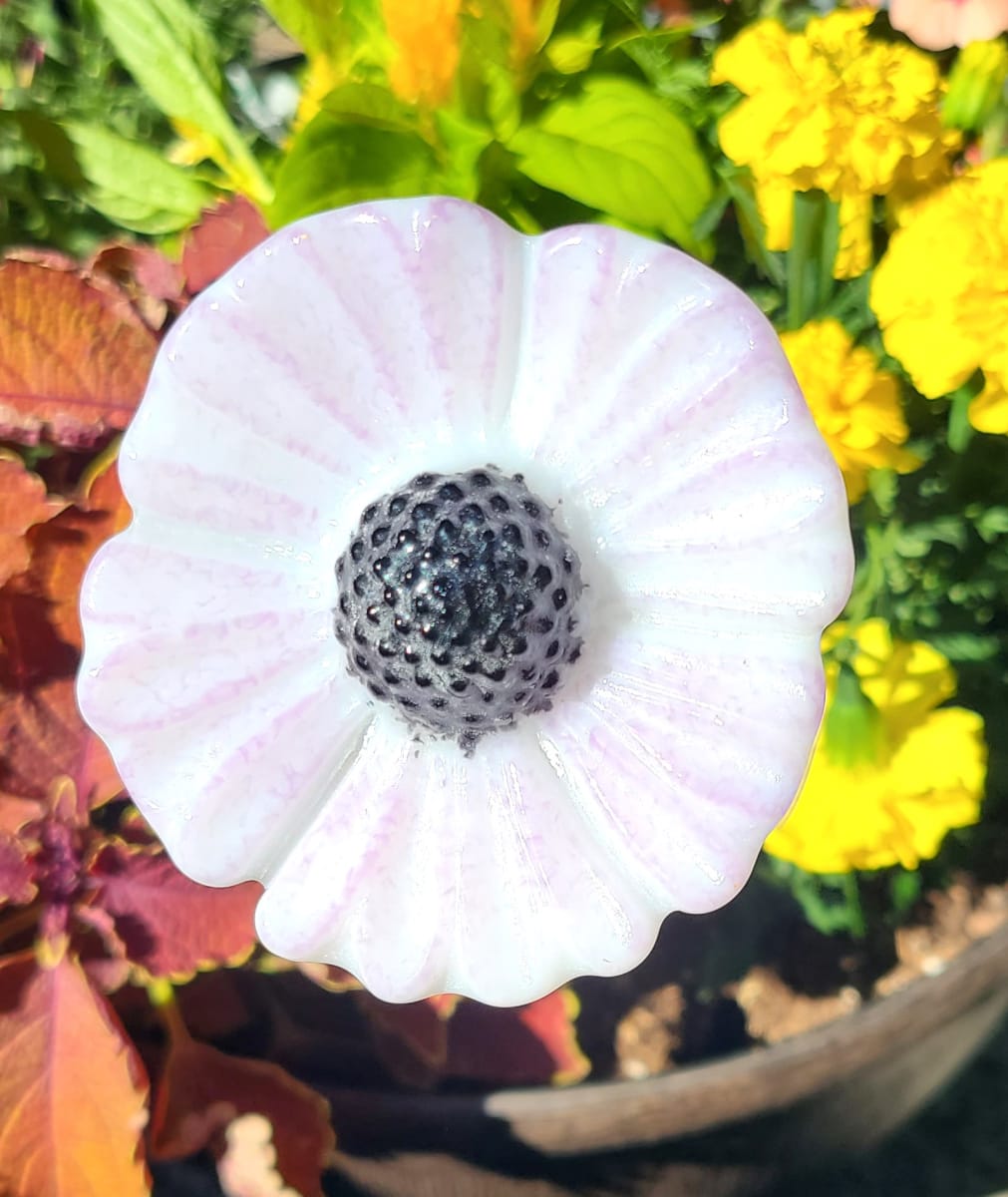 Plant Pick-White/Lavender Coneflower by Kathy Kollenburn 