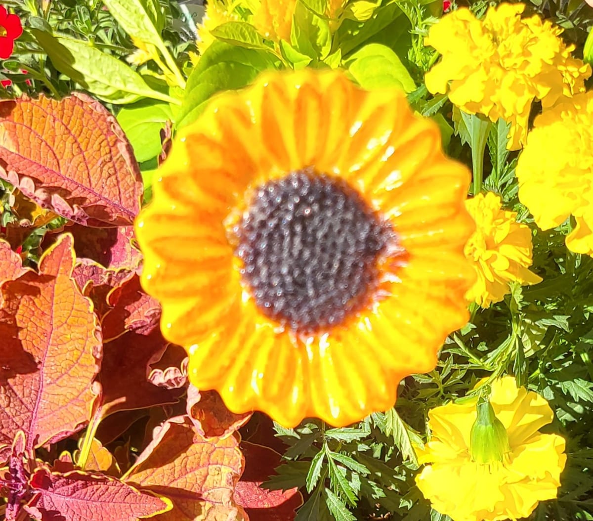 Plant Pick-Marigold Sunflower by Kathy Kollenburn 