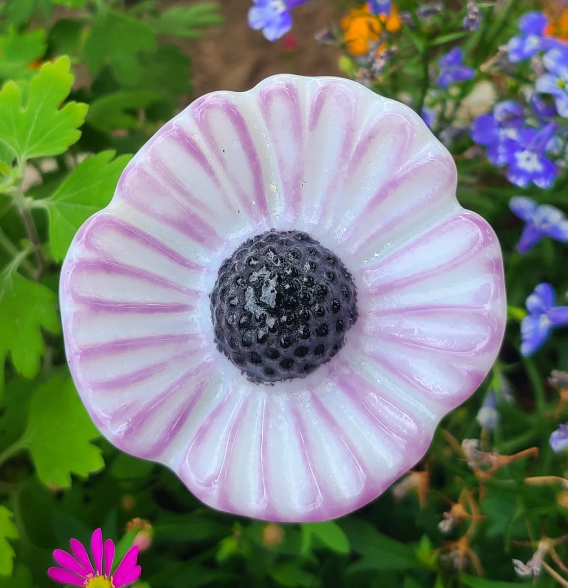 Plant Pick-Small Coneflower in White with Lavender Edging by Kathy Kollenburn 