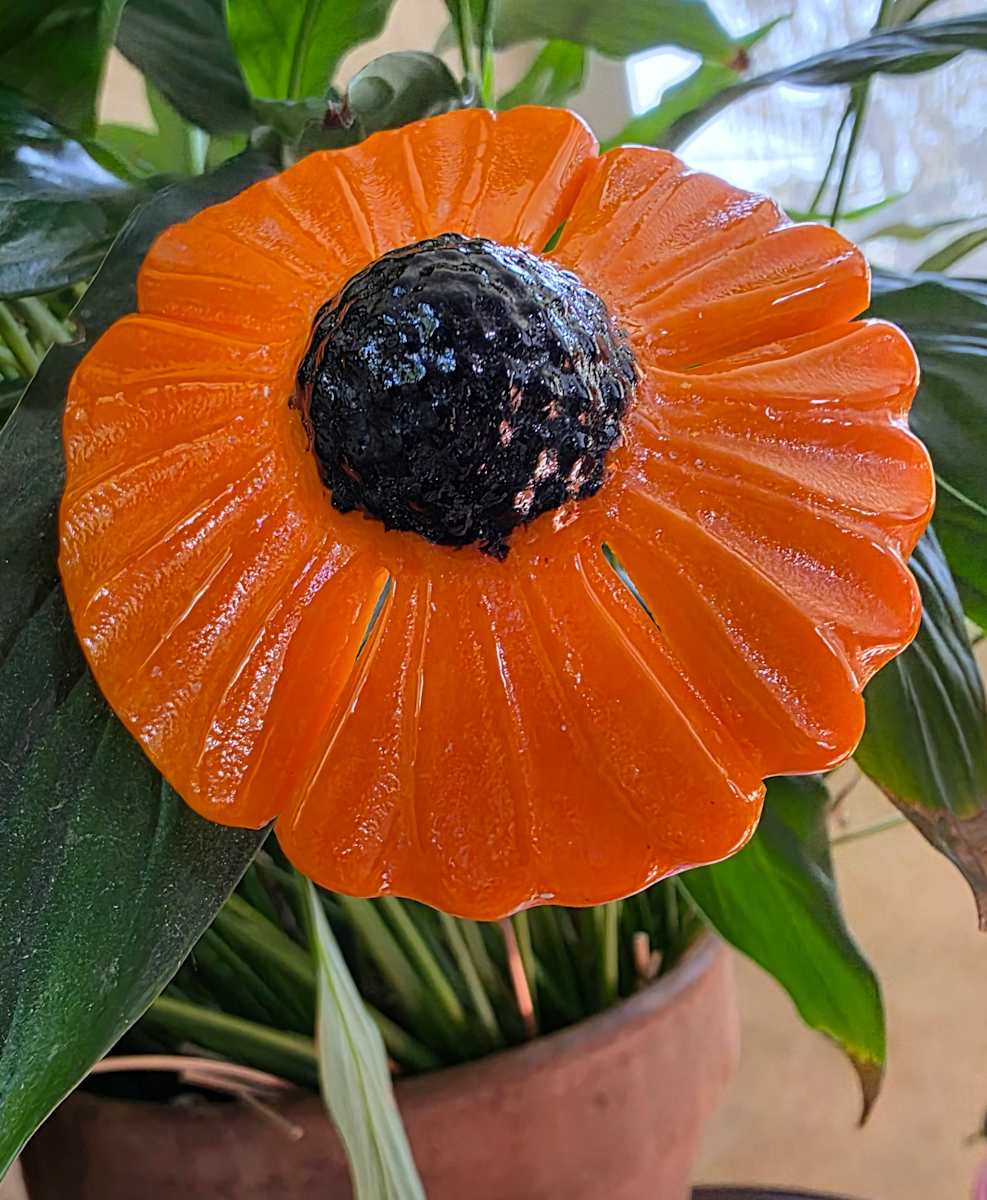 Plant Pick-Orange Coneflower by Kathy Kollenburn 