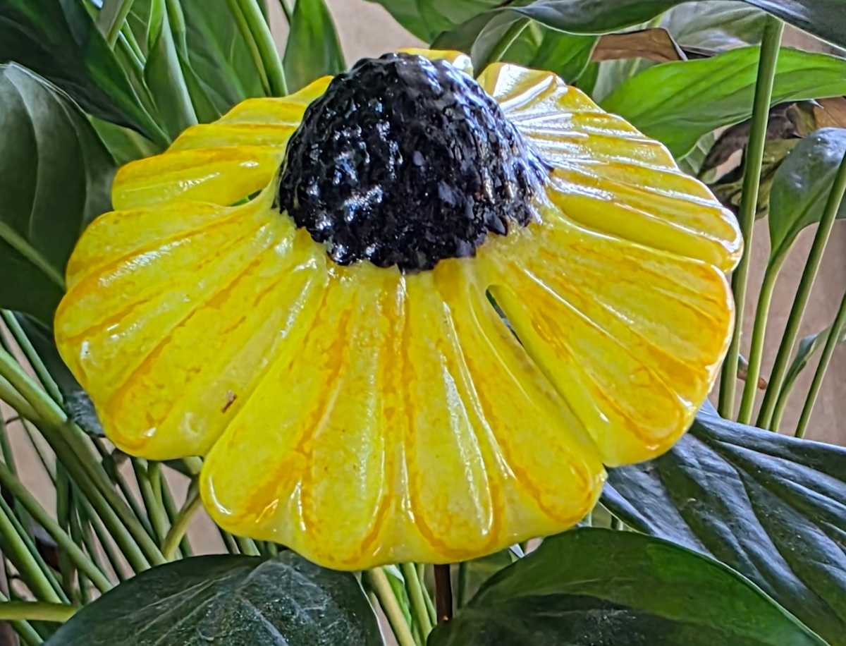 Plant Pick-Yellow Coneflower by Kathy Kollenburn 
