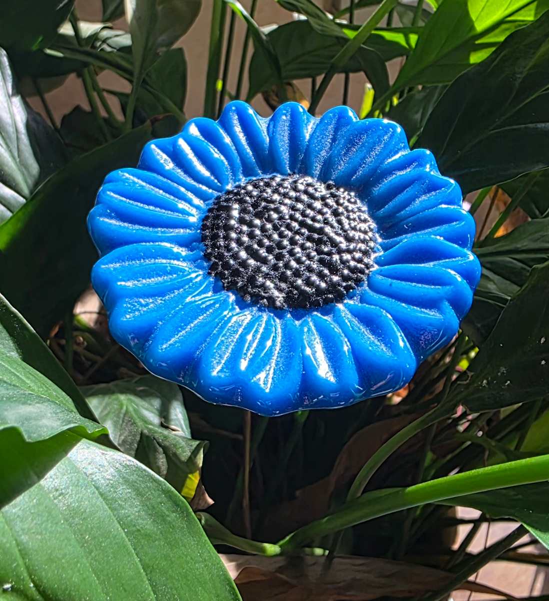 Plant Pick-Cornflower Blue Sunflower by Kathy Kollenburn 