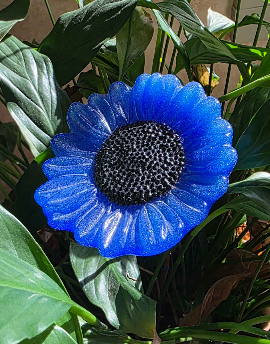 Plant Pick-Cobalt Sunflower by Kathy Kollenburn 