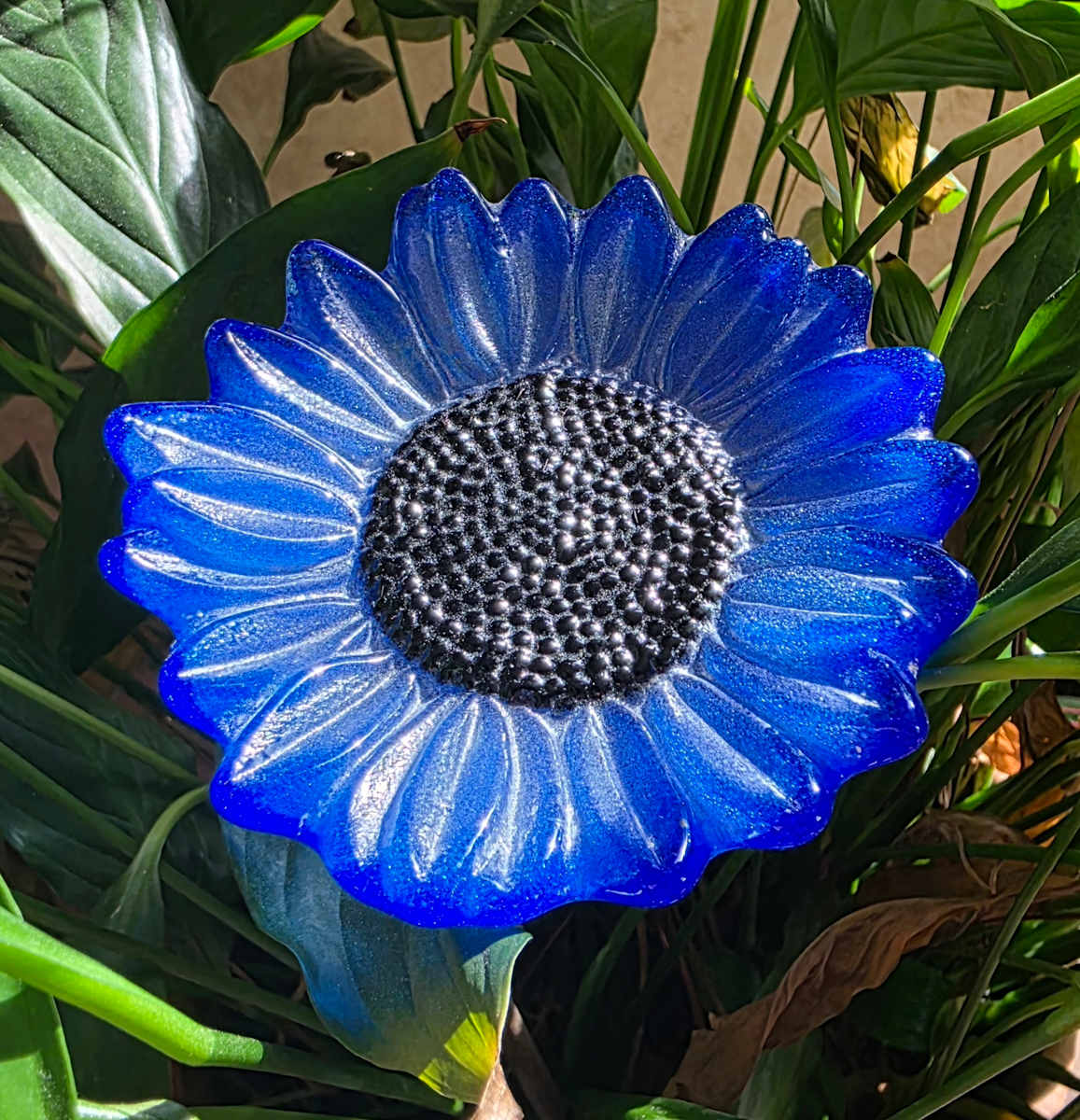 Plant Pick-Sky Blue Sunflower by Kathy Kollenburn 