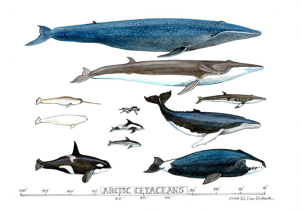Arctic Cetaceans by Ian Bullock, Image 1.