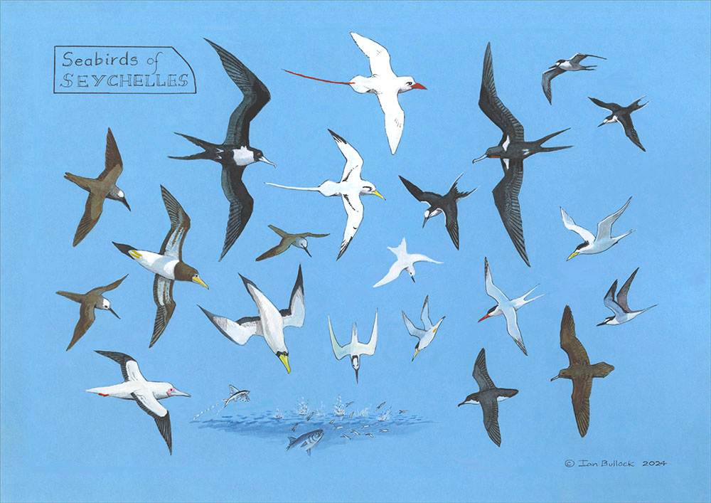 Seychelles Seabirds by Ian Bullock, Image 1.