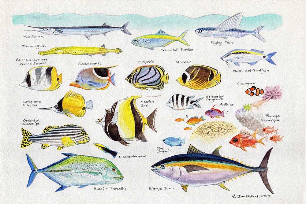 Reef Fish by Ian Bullock, Image 1.