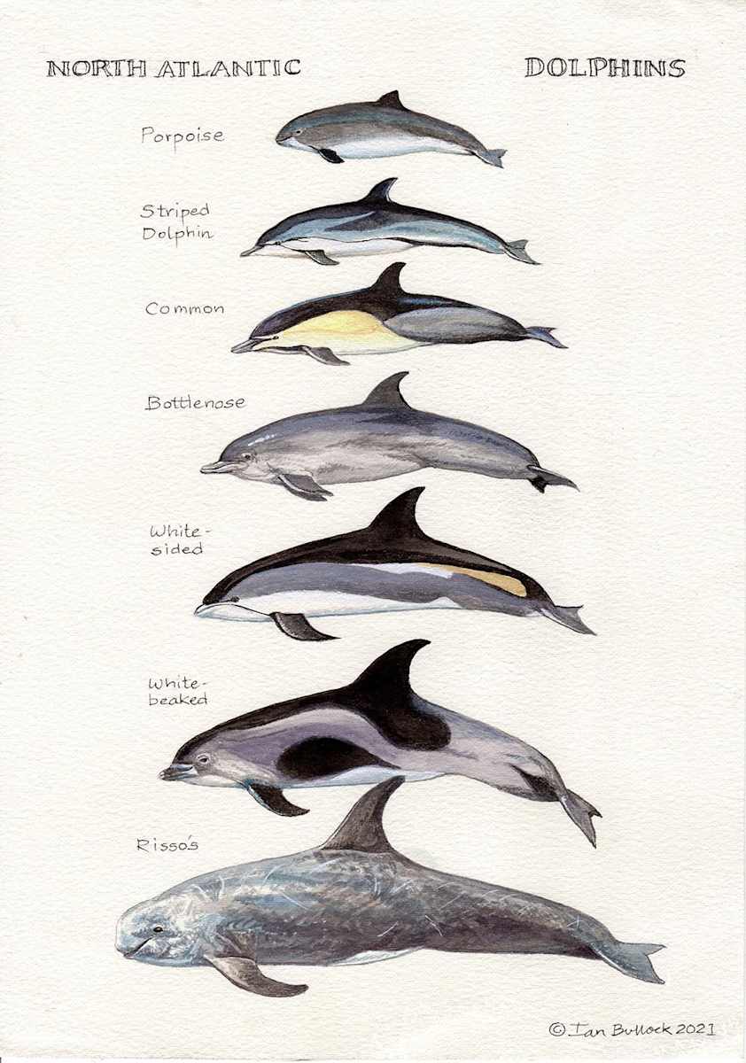 North Atlantic Dolphins by Ian Bullock, Image 1.
