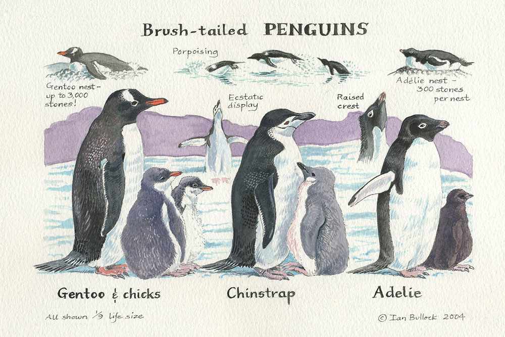 Brush-Tailed Penguins by Ian Bullock, Image 1.