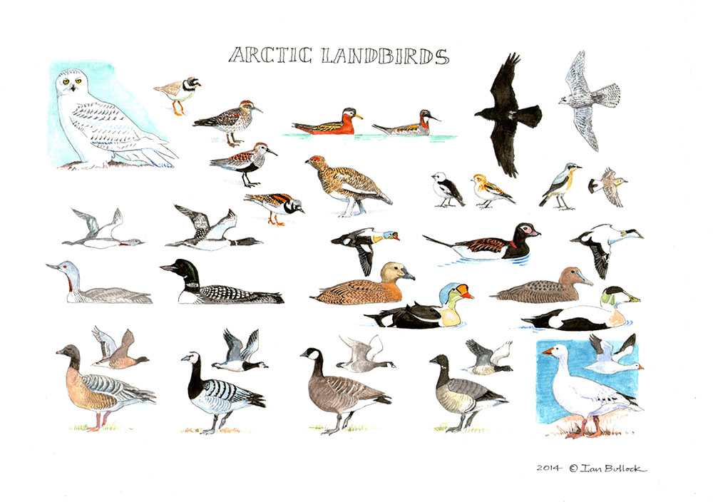 Arctic Landbirds by Ian Bullock, Image 1.