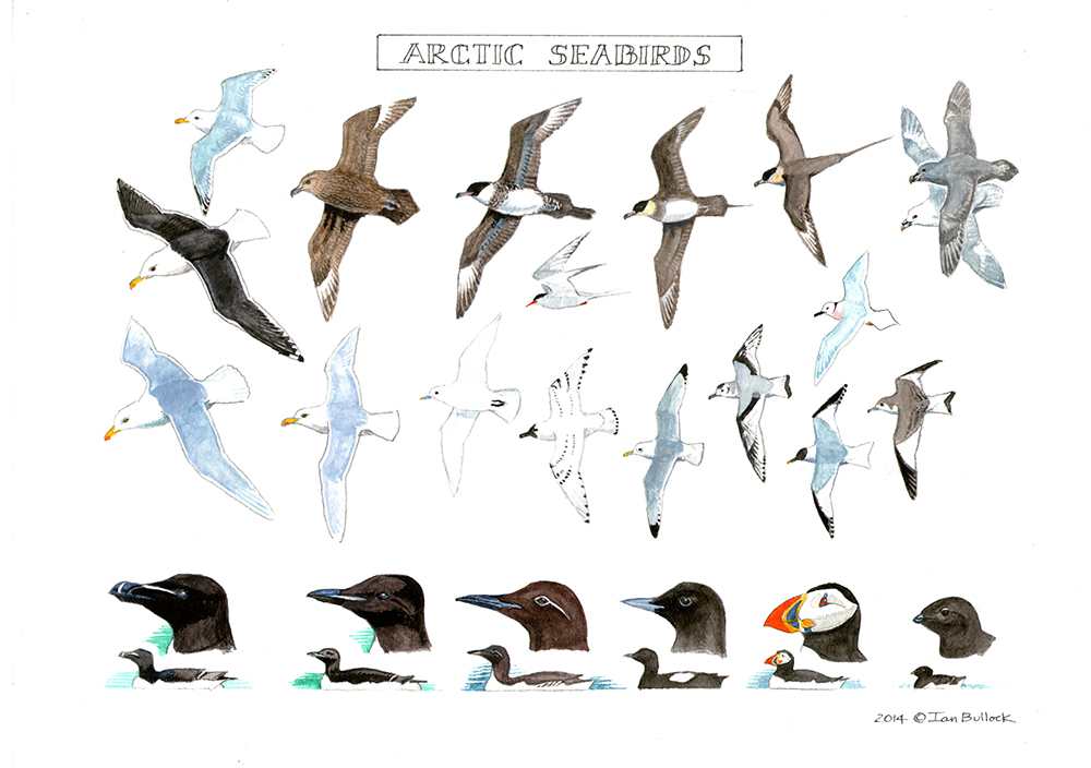 Arctic Seabirds 2 by Ian Bullock, Image 1.