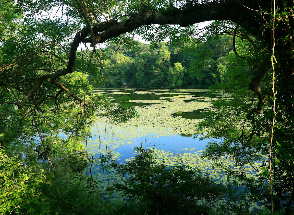 Bosherston Lily Ponds by Heather Bennett, Image 1.