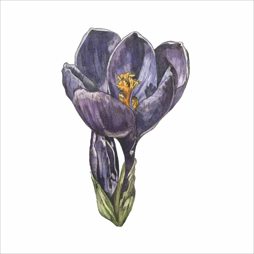 Crocus by Ella Starling, Image 1.