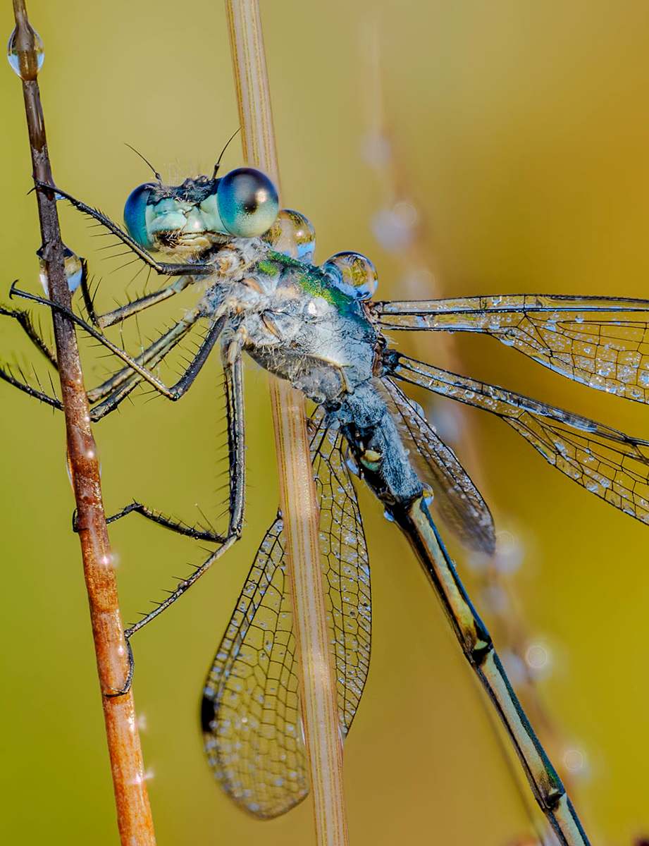 Emerald Damselfly in Dew by Andy Holcroft, Image 1.