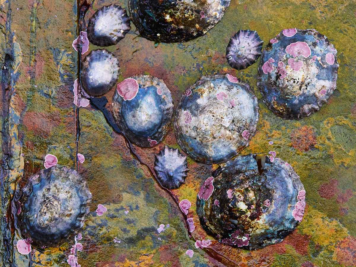 Limpets at Aberfelin by Maggie Studholme, Image 1.