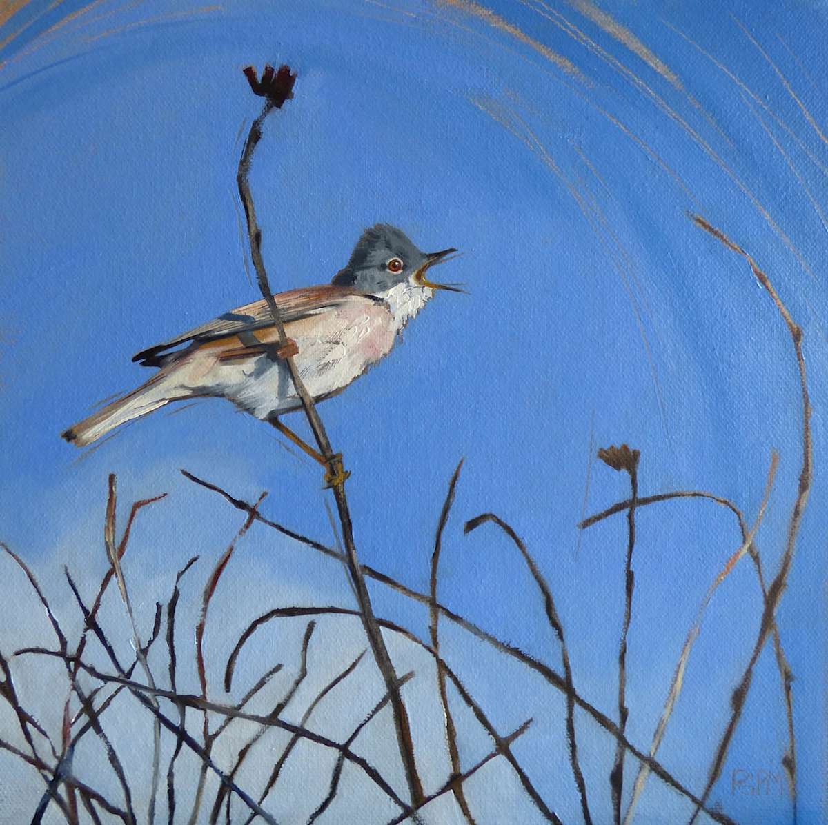 Whitethroat by Philippa Mitchell, Image 1.