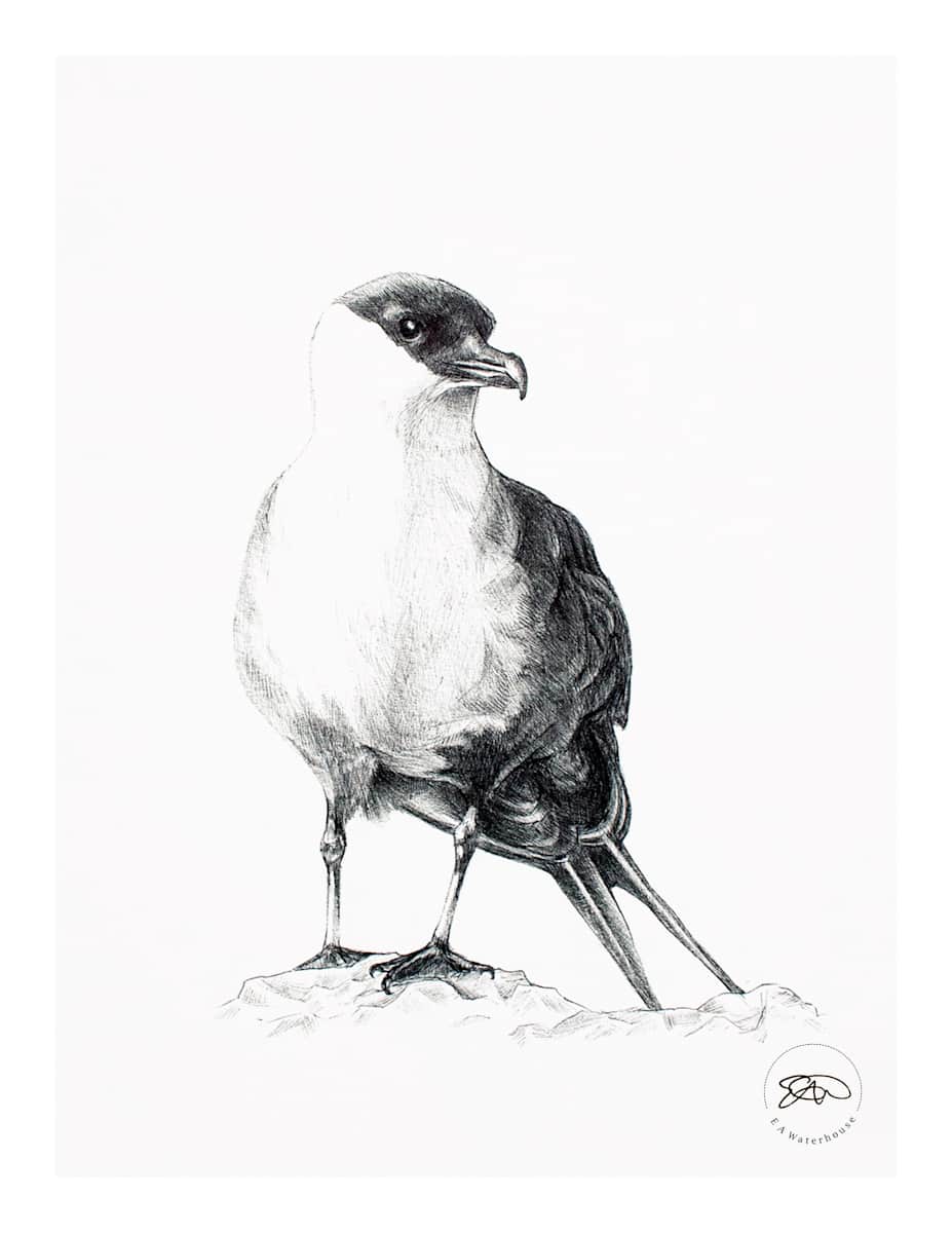 Arctic Skua by Liz Waterhouse, Image 1.