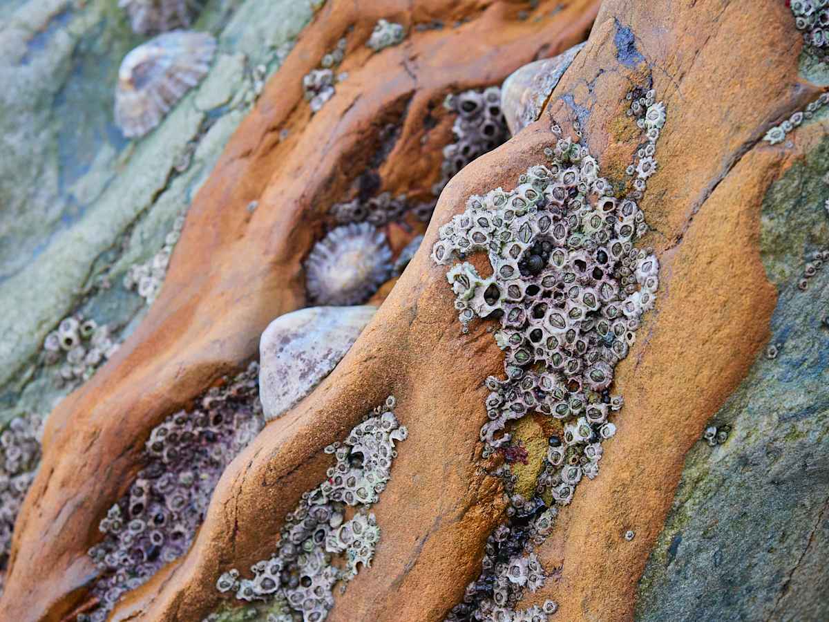 Winter Barnacles by Maggie Studholme, Image 1.