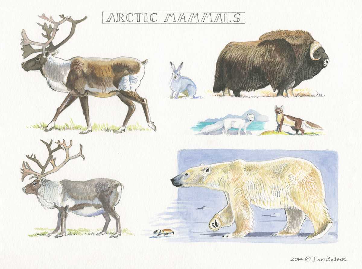 Arctic Mammals by Ian Bullock, Image 1.