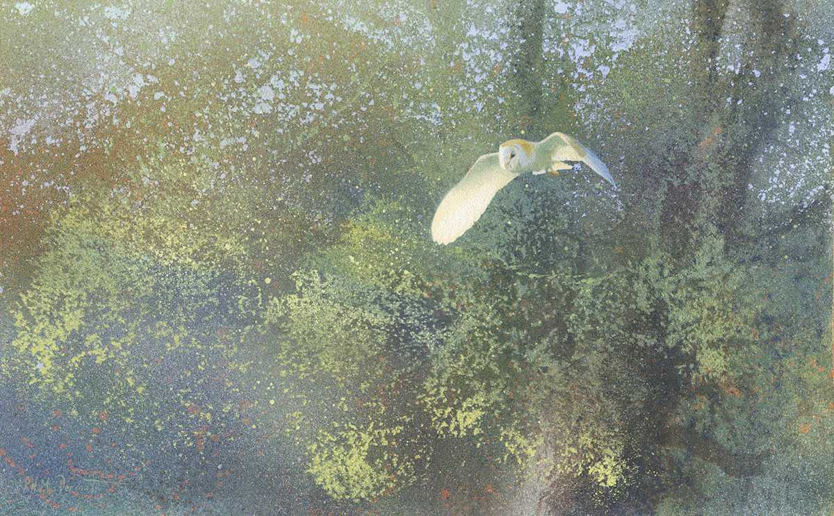 Barn Owl, medium size print by Paul MacDermot, Image 1.