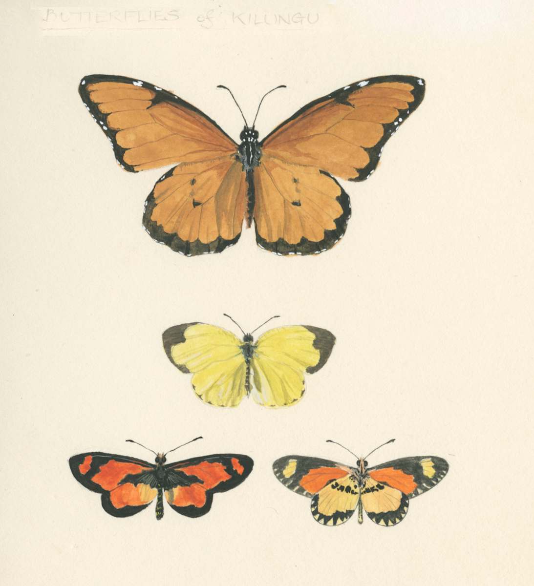 Butterflies, Kenya by Ian Bullock, Image 1.