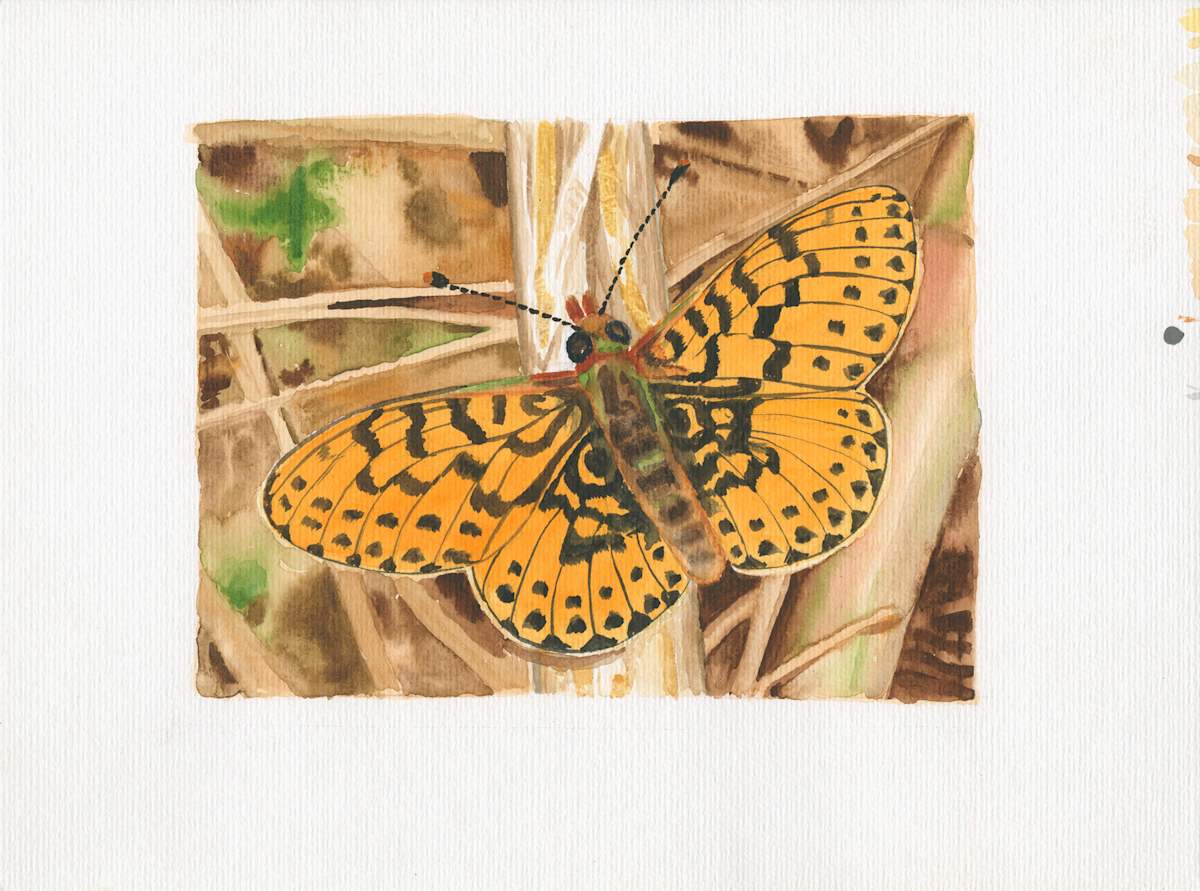 Heath Fritillary by Steven Roe, Image 1.