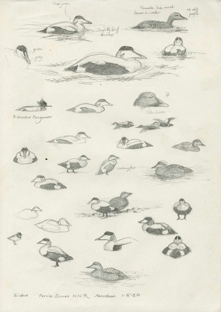 Eider Study by Ian Bullock, Image 1.