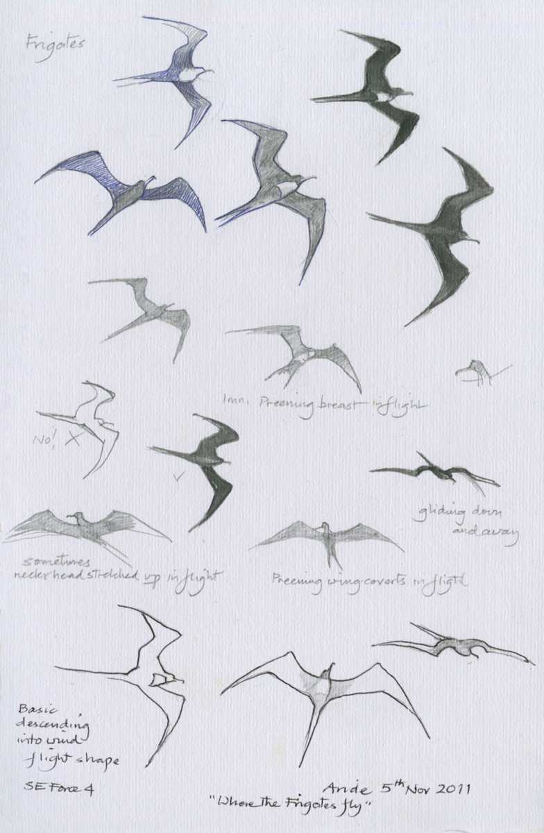 Flying Frigate Birds by Ian Bullock, Image 1.