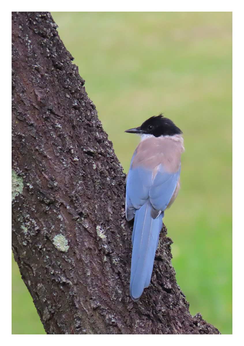 Iberian Magpie by Amanda Squire, Image 1.