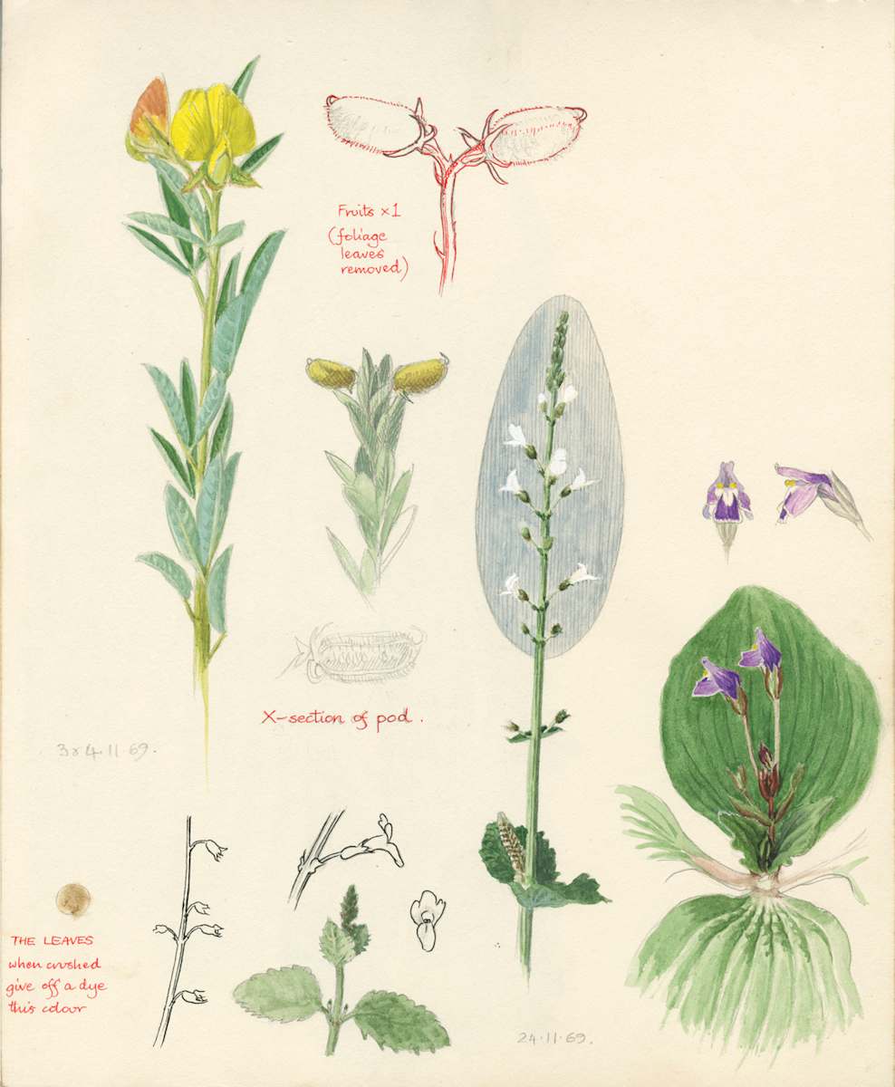 Kenya Plants by Ian Bullock, Image 1.