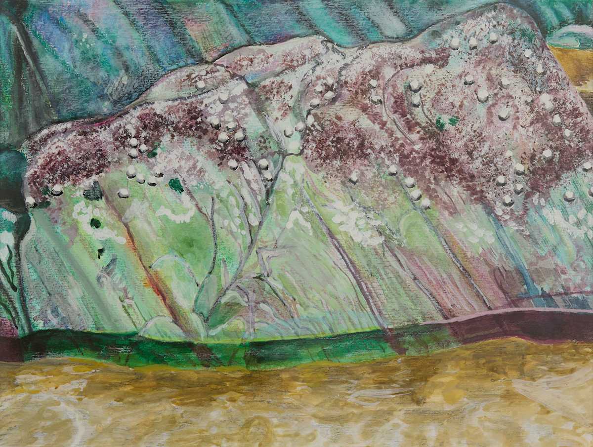 Limpets by Steven Roe, Image 1.