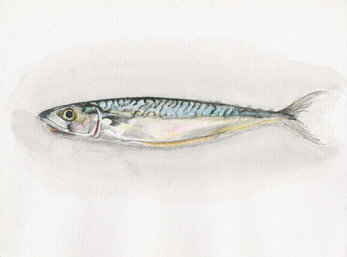 Mackerel by Steven Roe, Image 1.