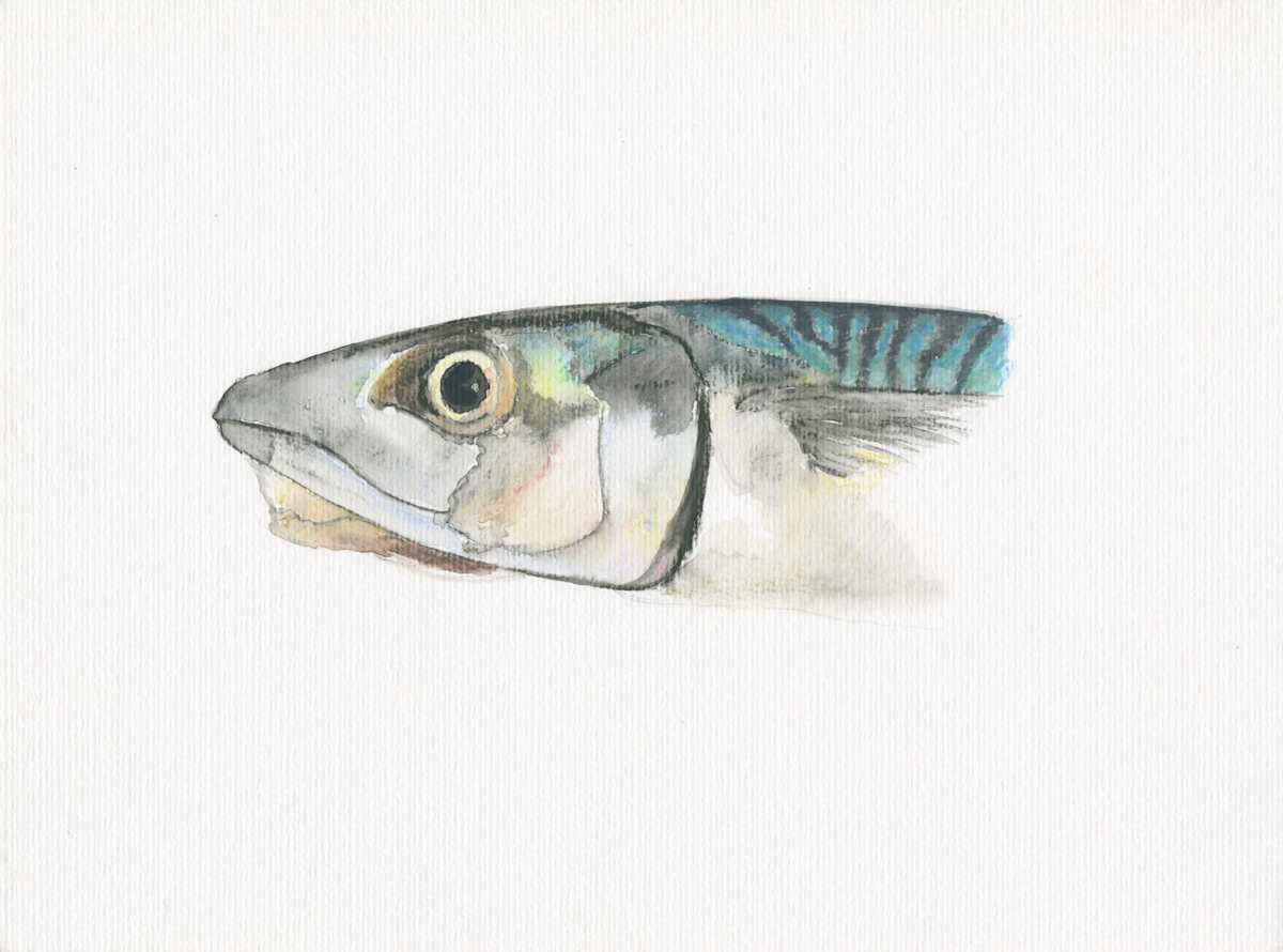Mackerel Head by Steven Roe, Image 1.