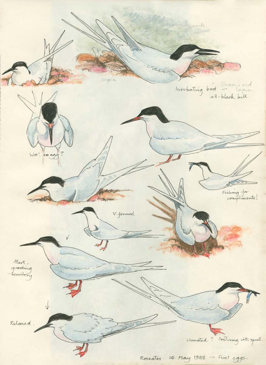 Roseate Terns by Ian Bullock, Image 1.