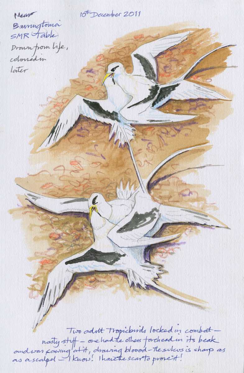 Tropic Birds Fighting by Ian Bullock, Image 1.