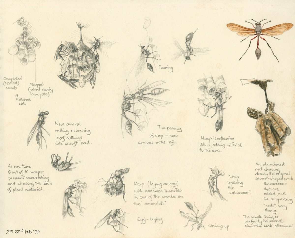 Wasp Observation 1970 Kenya by Ian Bullock, Image 1.
