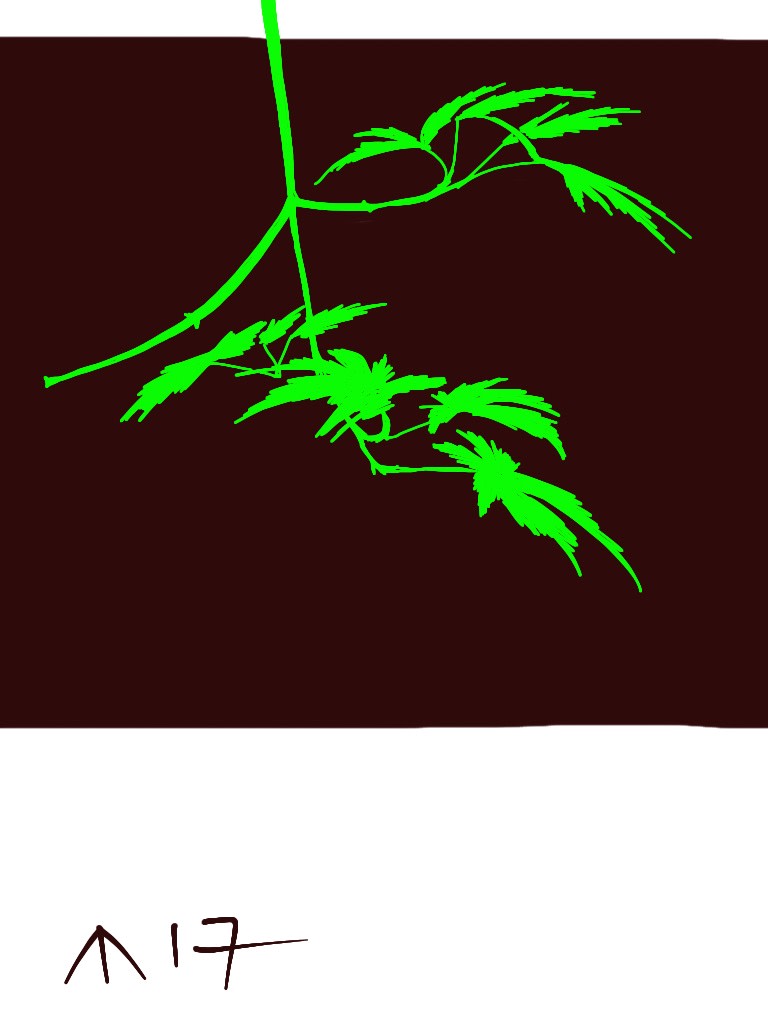 Courtyard Maple by Martin Briggs 