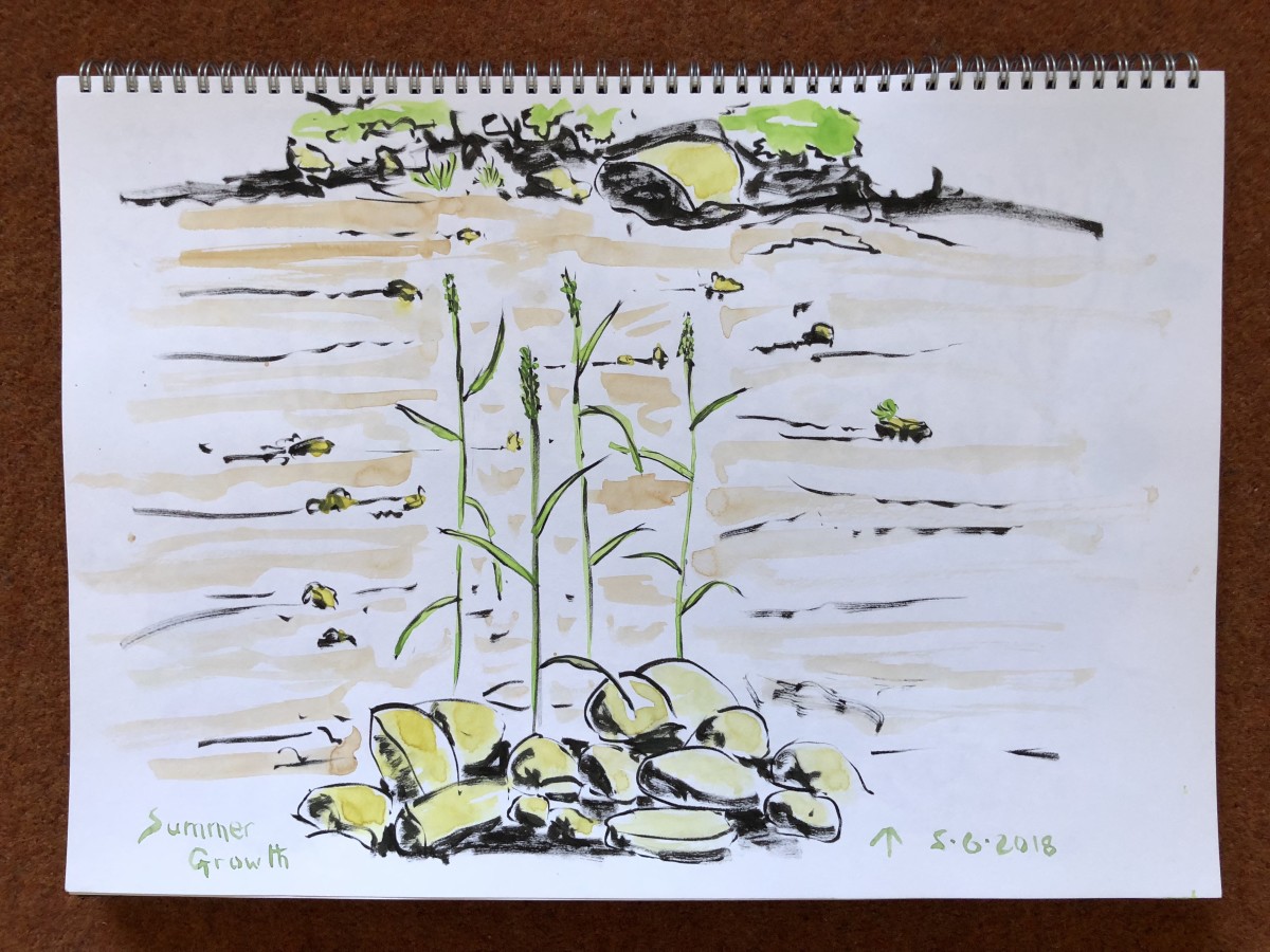 Summer Growth by Martin Briggs 