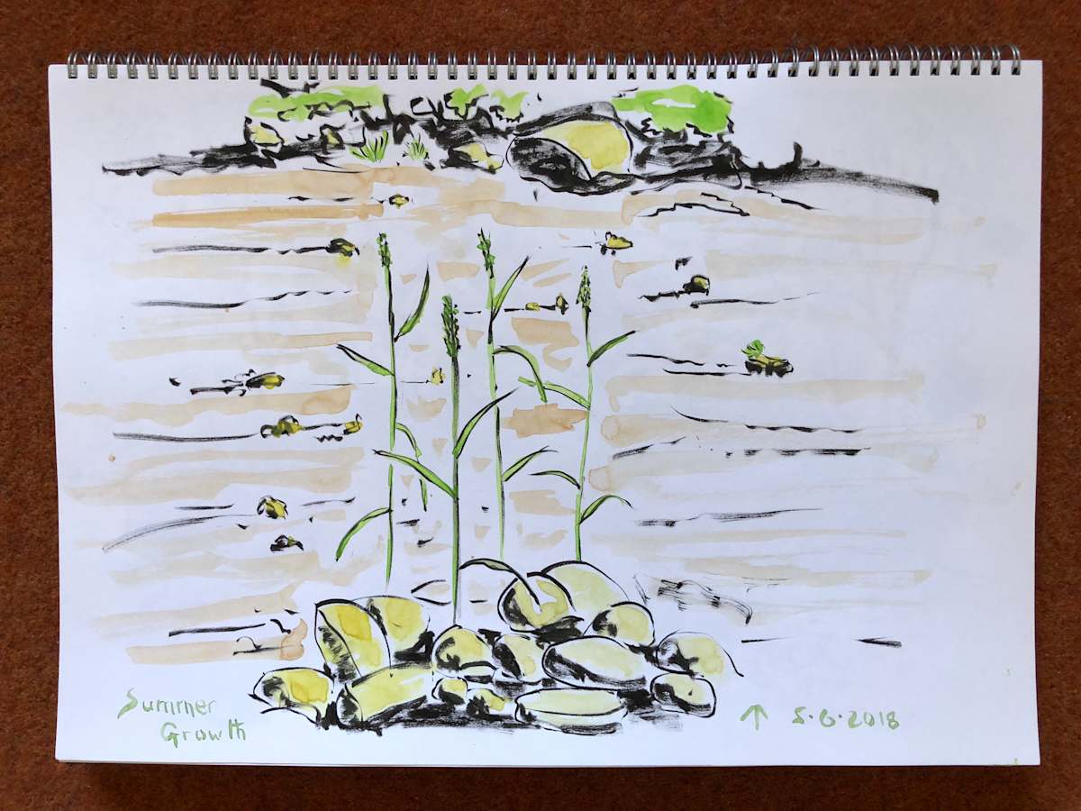 Summer Growth by Martin Briggs, Image 1.