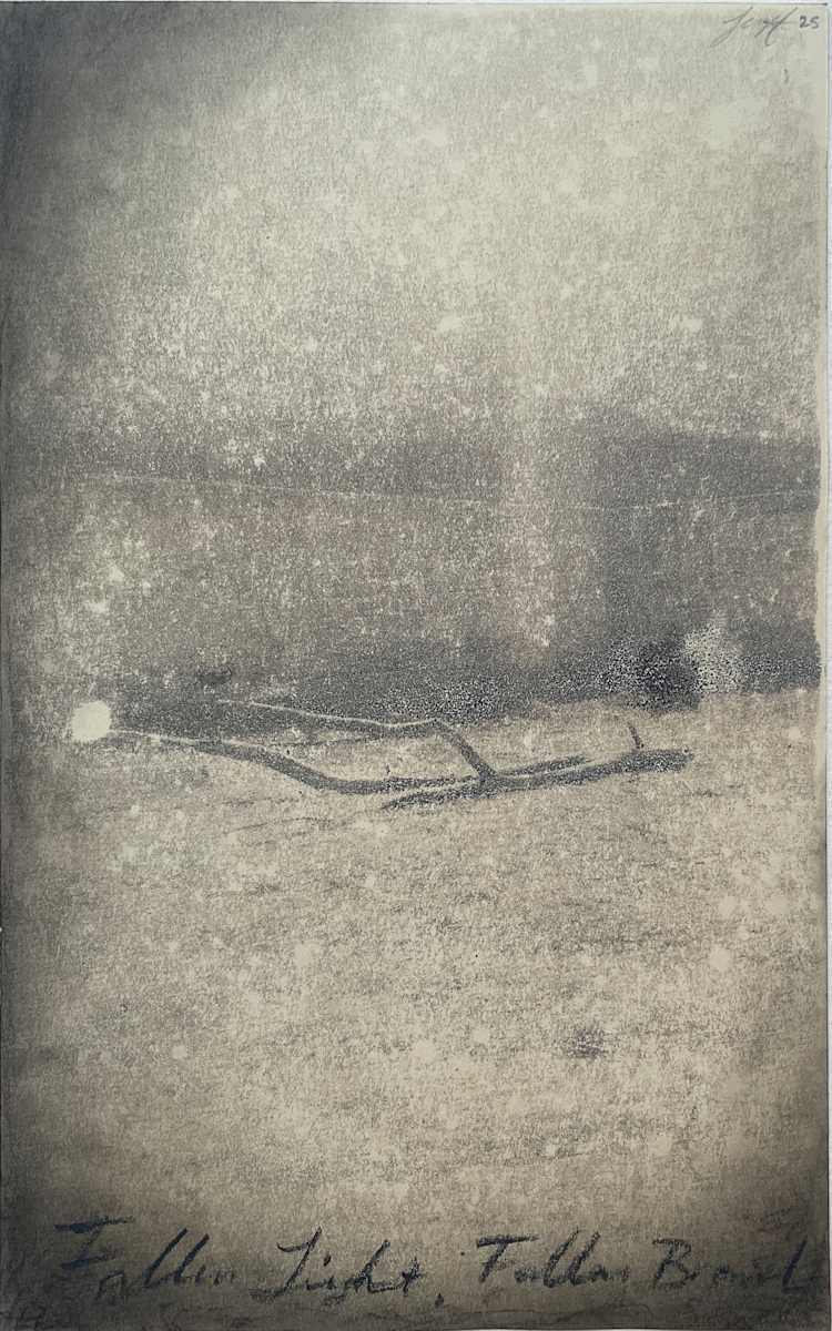 Fallen Light, Fallen Branch by Brenda Stumpf, Image 1.