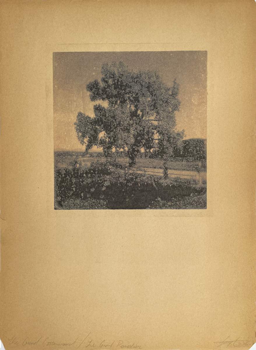 The Grand Cottonwood/Le Grand Peuplier by Brenda Stumpf 