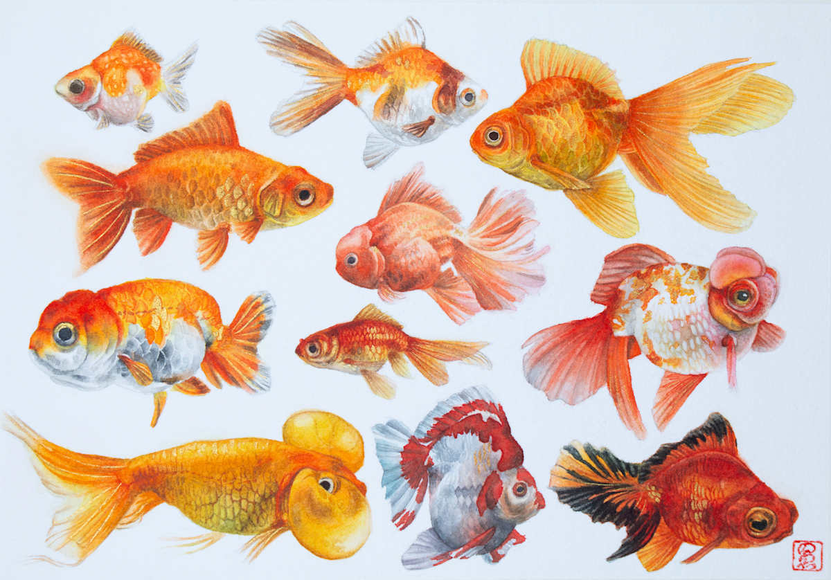 Goldfish collection by Noelia Somoza, Image 1.