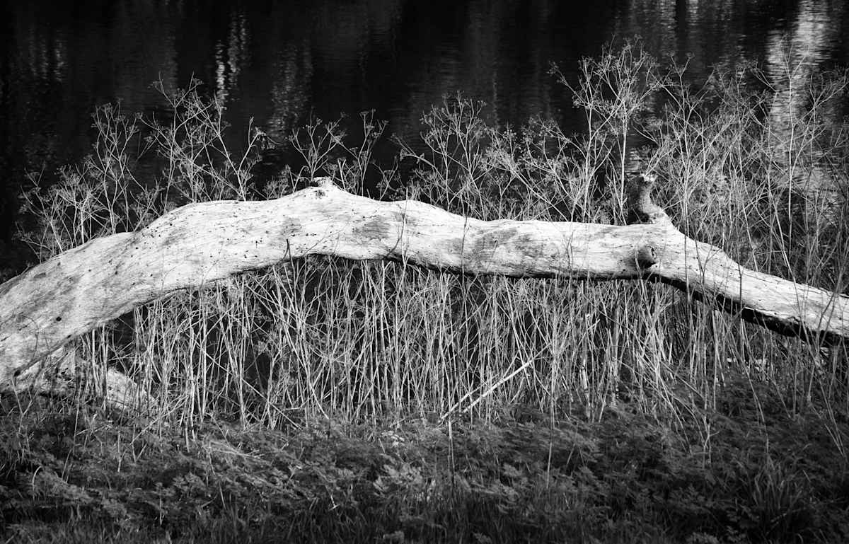 to the bone by Allison Kendall, Image 1.