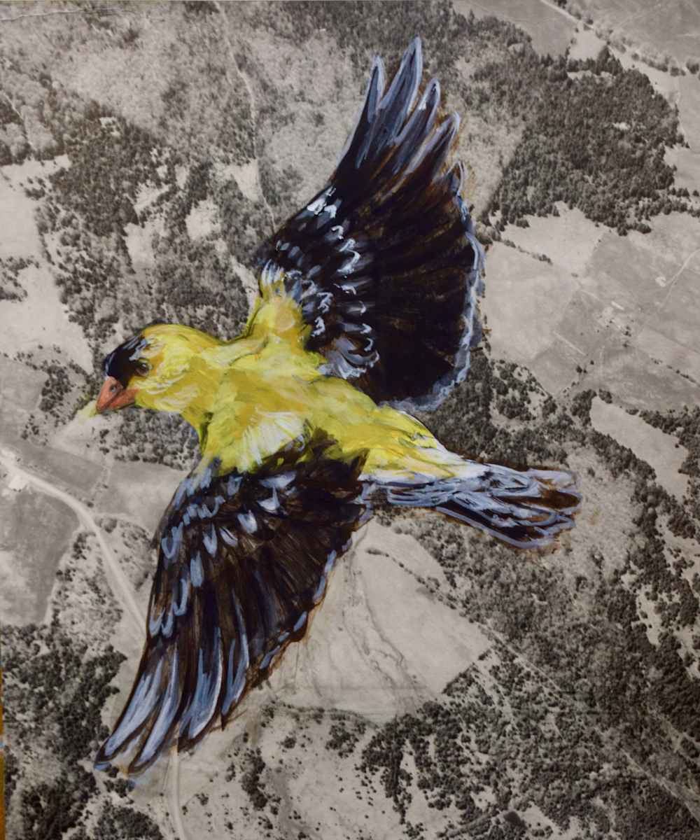 Map Birds/ Goldfinch Male by Dierdra Michelle, Image 9.
