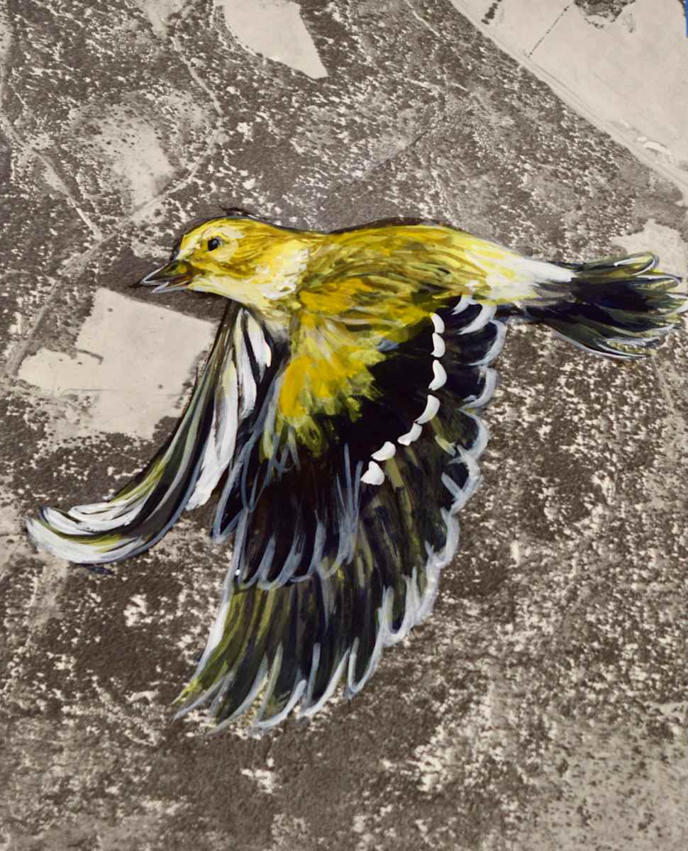 Map Birds/ Goldfinch Female by Dierdra Michelle, Image 10.