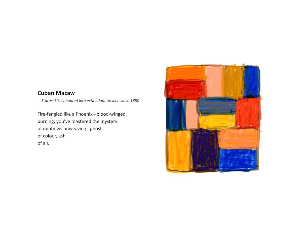 Cuban Macaw by Sean Scully, Image 1.